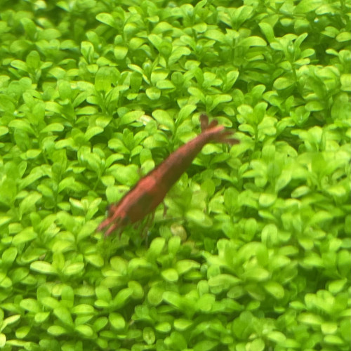 Crevette Red Cherry (Neocaridina Davidi)