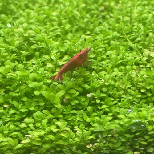 Crevette Red Cherry (Neocaridina Davidi)