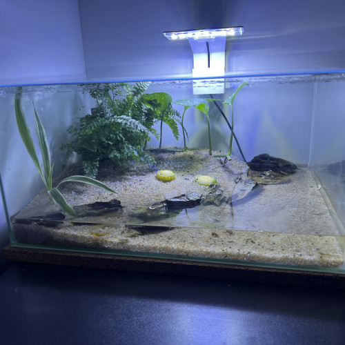 Paludarium