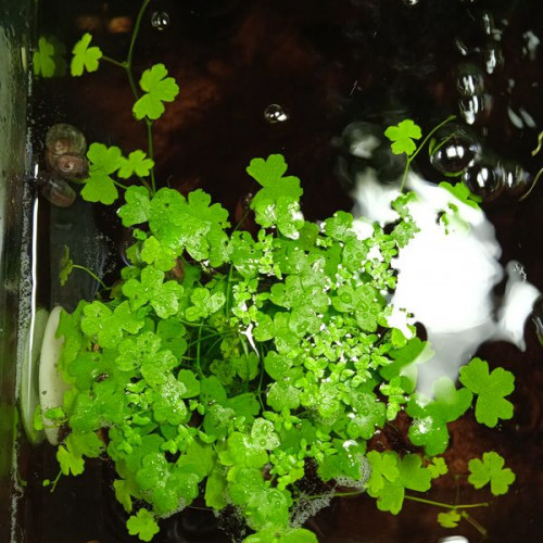 Plante aquarium Hydrocotyle cf. Tripartita