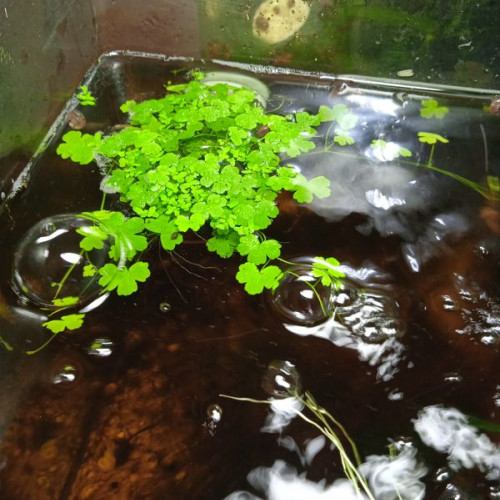 Plante aquarium Hydrocotyle cf. Tripartita