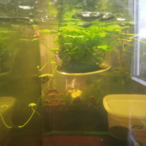 Plante aquarium Hydrocotyle cf. Tripartita