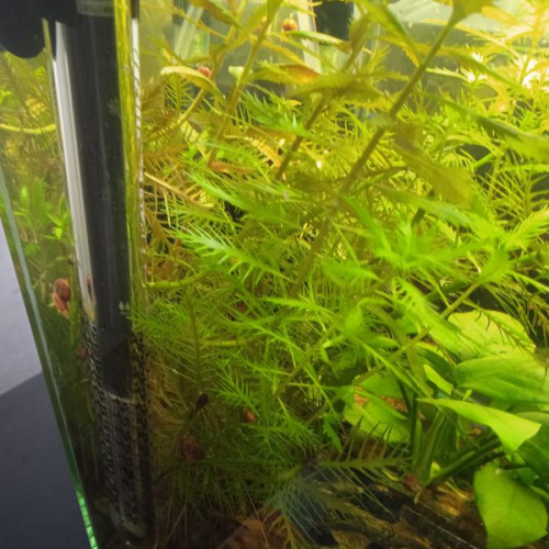 Plante aquatique aquarium Proserpinaca Palustris