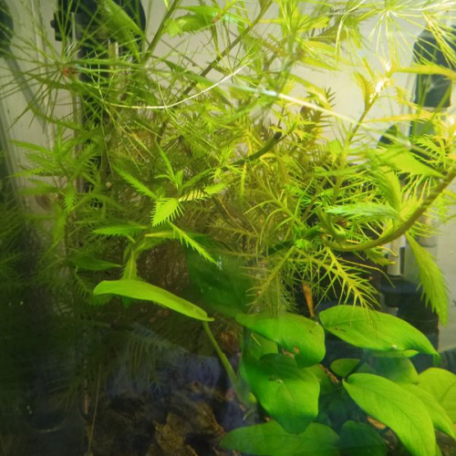 Plante aquatique aquarium Proserpinaca Palustris