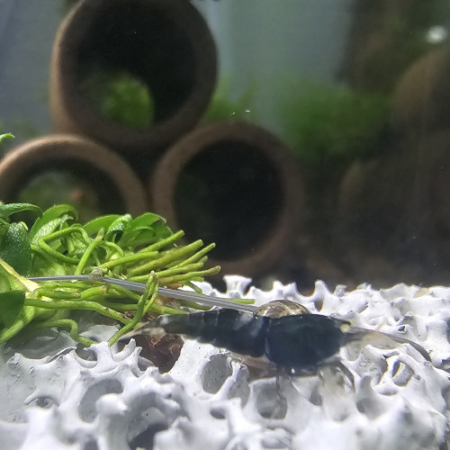 Crevette caridina  black lapis oe