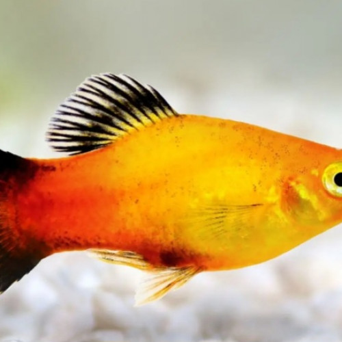 Platy juvenile