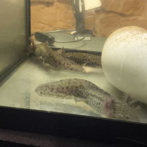 axolotl sauvage