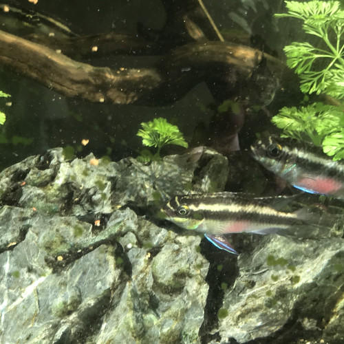 Vends pelvicachromis pulcher