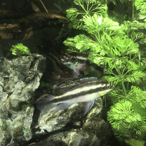 Vends pelvicachromis pulcher