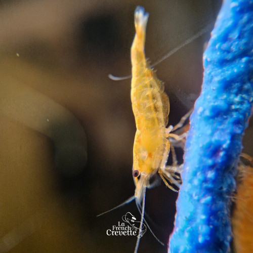 Neocaridina Orange issues de Sunburst