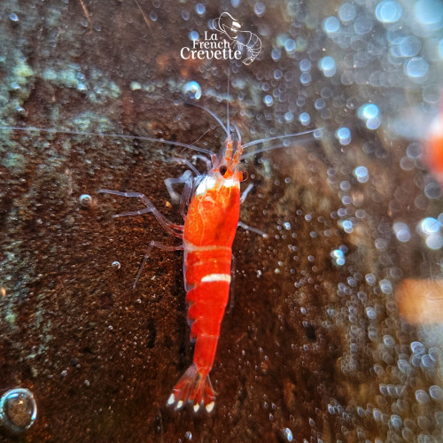 Caridina Super Red Crystal Santa