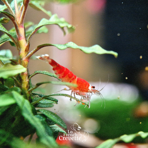 Caridina Super Red Crystal Santa