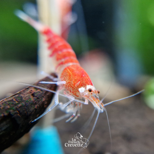 Caridina Super Red Crystal Santa