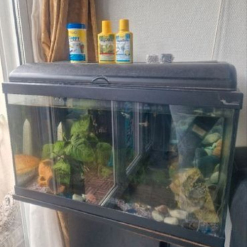 Aquarium et poissons