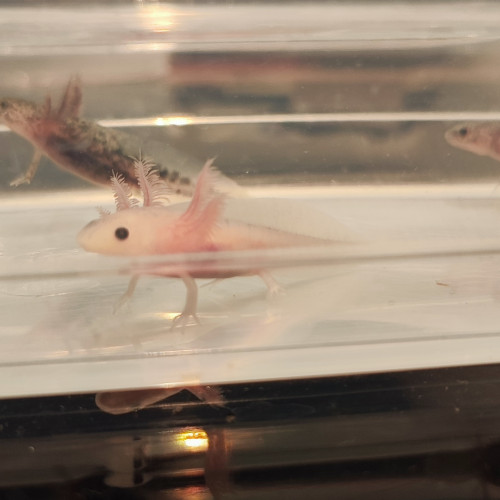 Axolotl juvénile