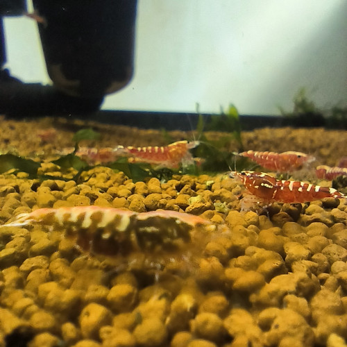 Caridina Galaxy red fishbone issu de boa