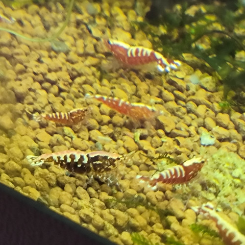 Caridina Galaxy red fishbone issu de boa