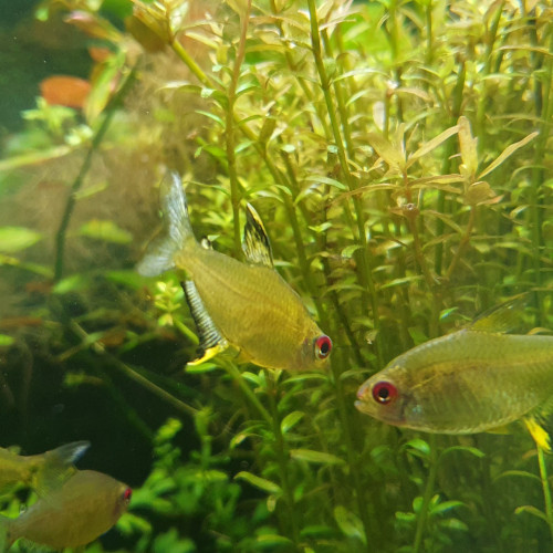 Banc de Tetras Citron (Hyphessobrycon pulchripinnis) de 4 cm environs