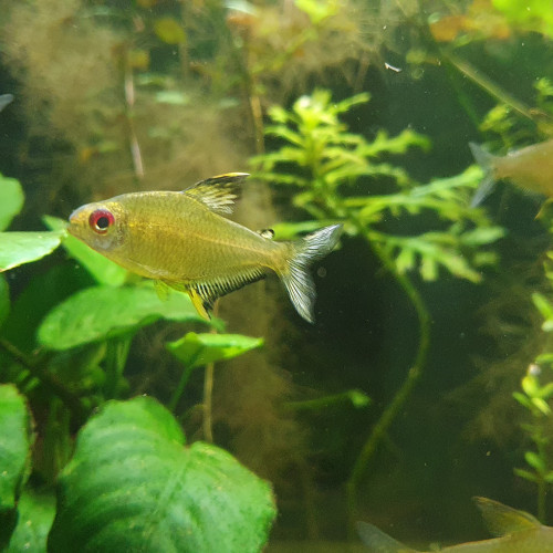 Banc de Tetras Citron (Hyphessobrycon pulchripinnis) de 4 cm environs