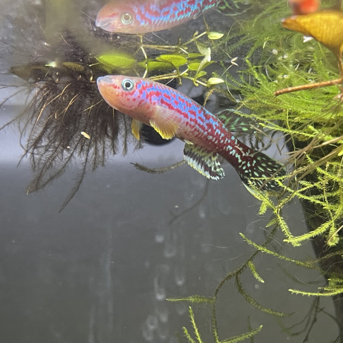 Couple de Fundulopanchax Marmoratus