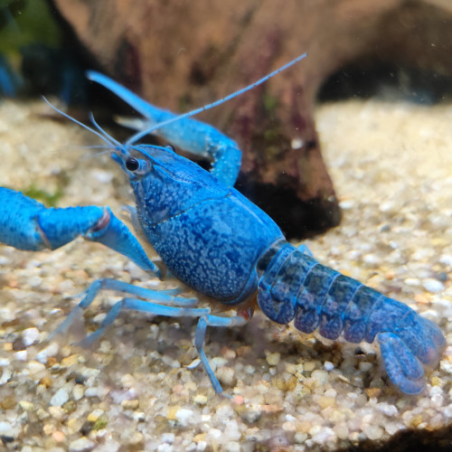 Procambarus Alleni écrevisse bleue de floride