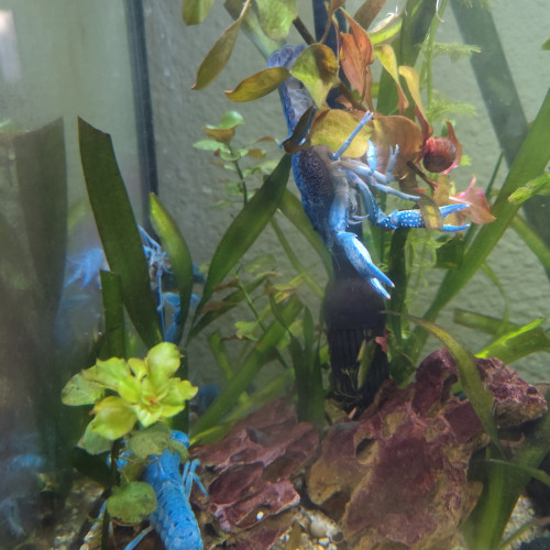 Procambarus Alleni écrevisse bleue de floride