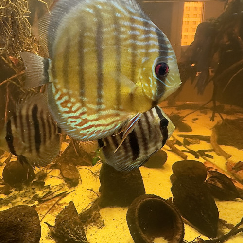 Discus sauvage