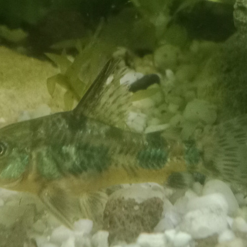 Corydoras Paleatus