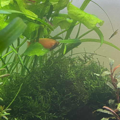 Donne Mâle gourami miel gold