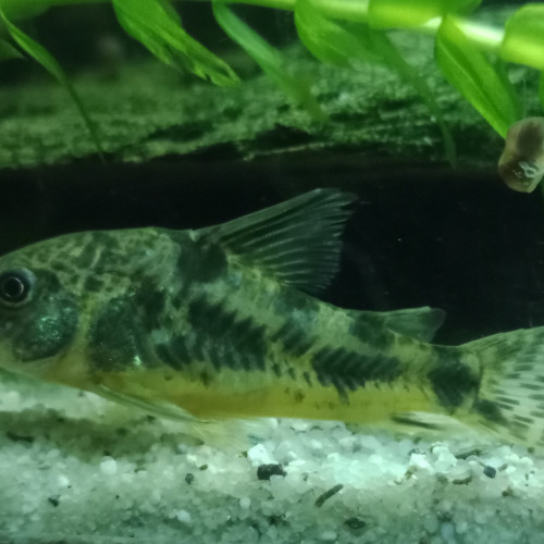 Corydoras Paleatus