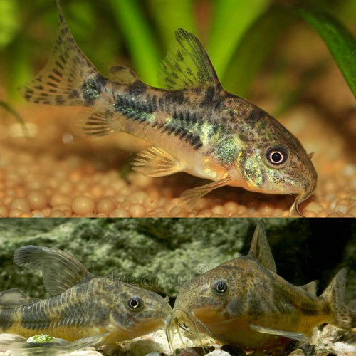 Corydoras Peppered