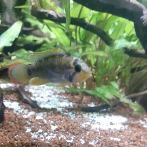 Couple d’apistigramma