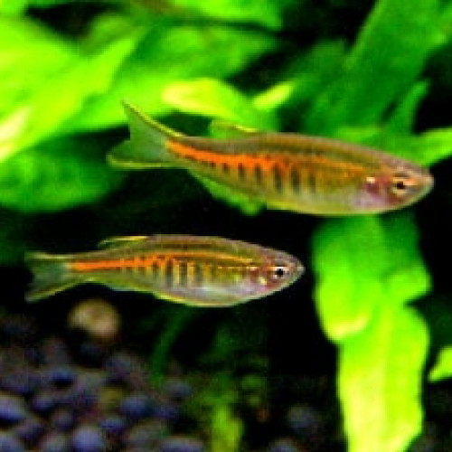 Danio choprae