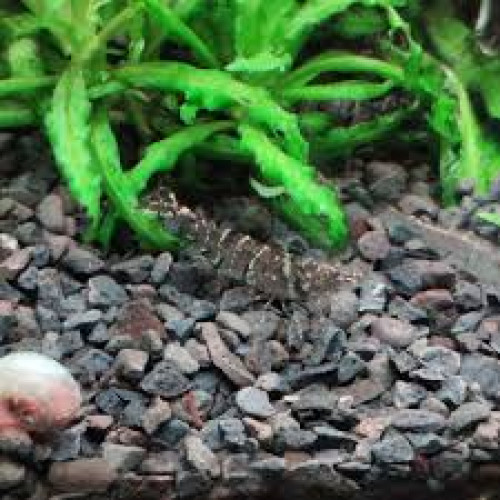 Caridina Pareparensis Malawa