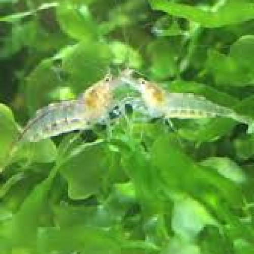 Caridina Pareparensis Malawa