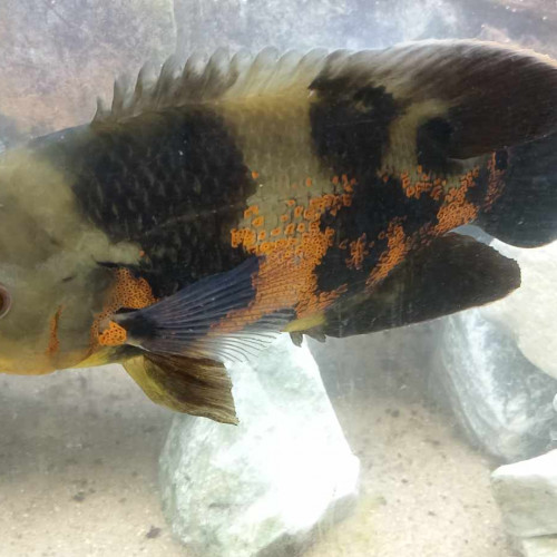 cichlidés astronotus