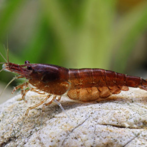 Crevettes CHOCOLAT sélectionnées