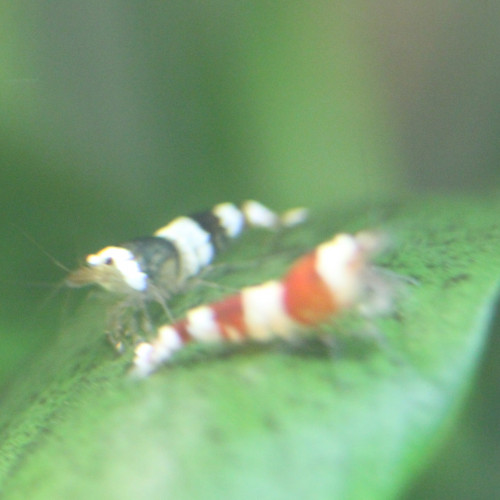 Crevettes caradinas Crystal red ou  black