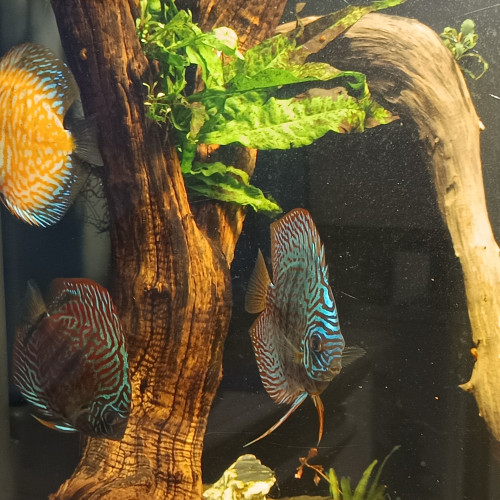 Discus, corridoras, ancistrus,plantes