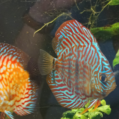 Discus, corridoras, ancistrus,plantes