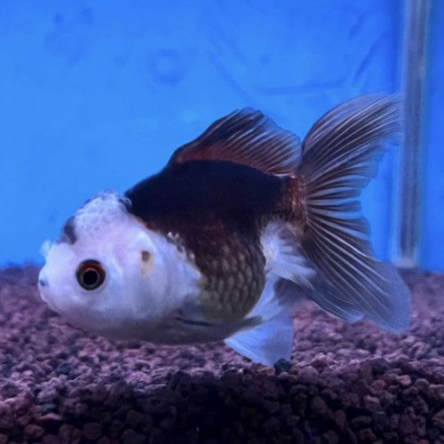 Oranda panda