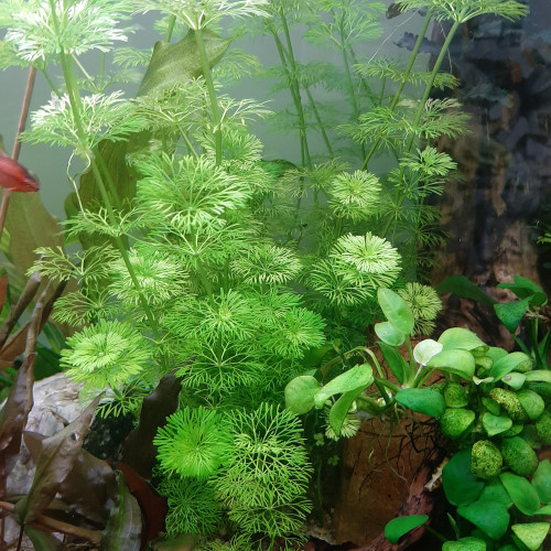 Limnophila sessiliflora/cacomba aquatica