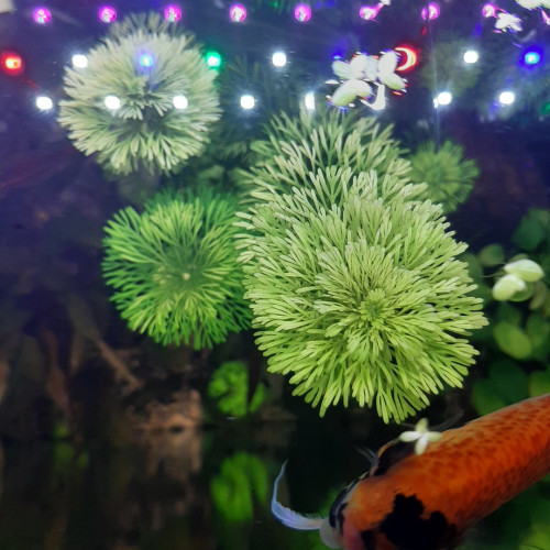 Limnophila sessiliflora/cacomba aquatica