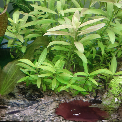 Higrophila polysperma