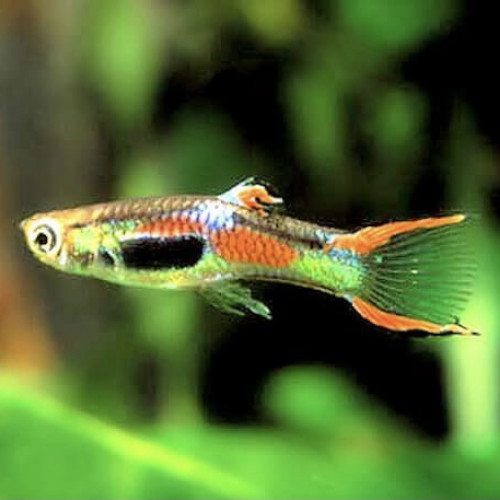 Guppys endler