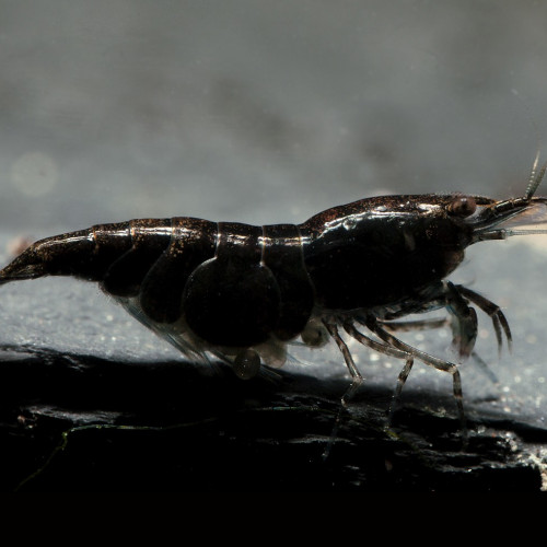 Crevettes Black Sakura sélectionnées