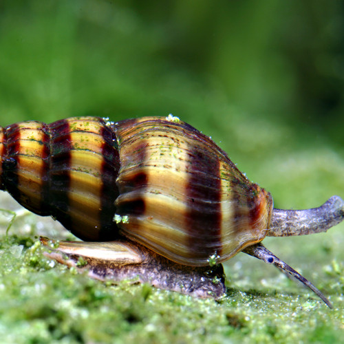 Escargot prédateur - Clea helena (Anentome helena)