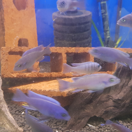 jeunes cynotilapia galleria reef