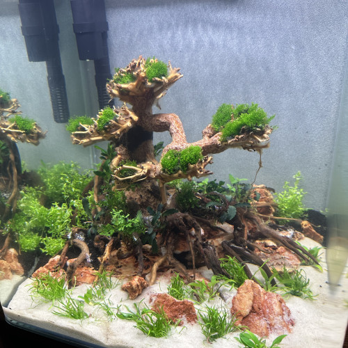 Aquarium dennerle 30l avec banzai en parfait état