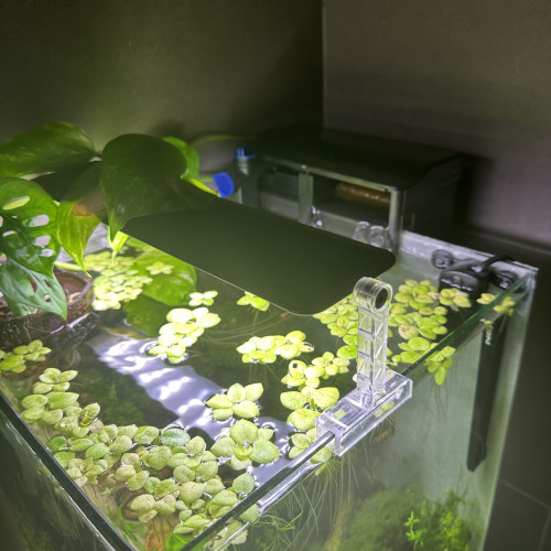 Aquarium dennerle 30l avec banzai en parfait état